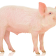 Image for article titled Korean Counter-Strike Players Can Win a Pig. Like, A Real Pig.